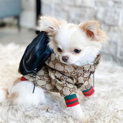 dog gucci shirt|cat wearing gucci.